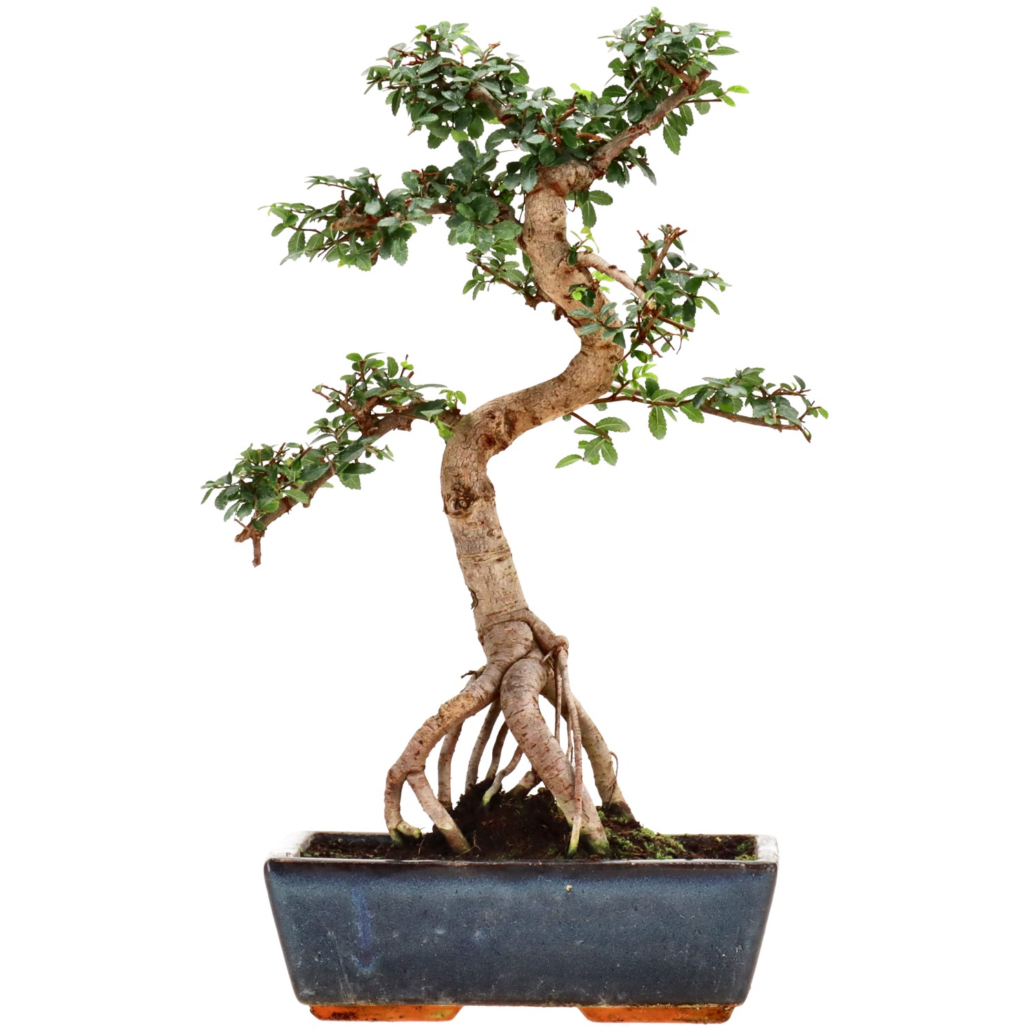 Chin. Ulme, ca. 12 J. (39 cm)