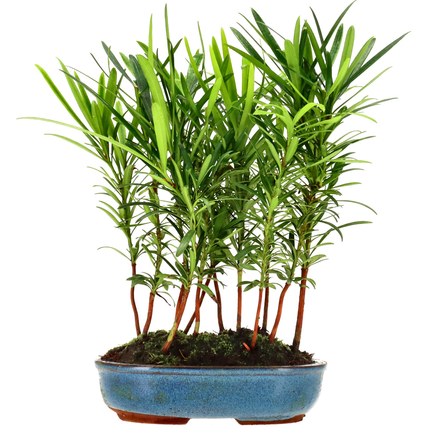 Buddhist pine, approx. 2 y. (22 cm)