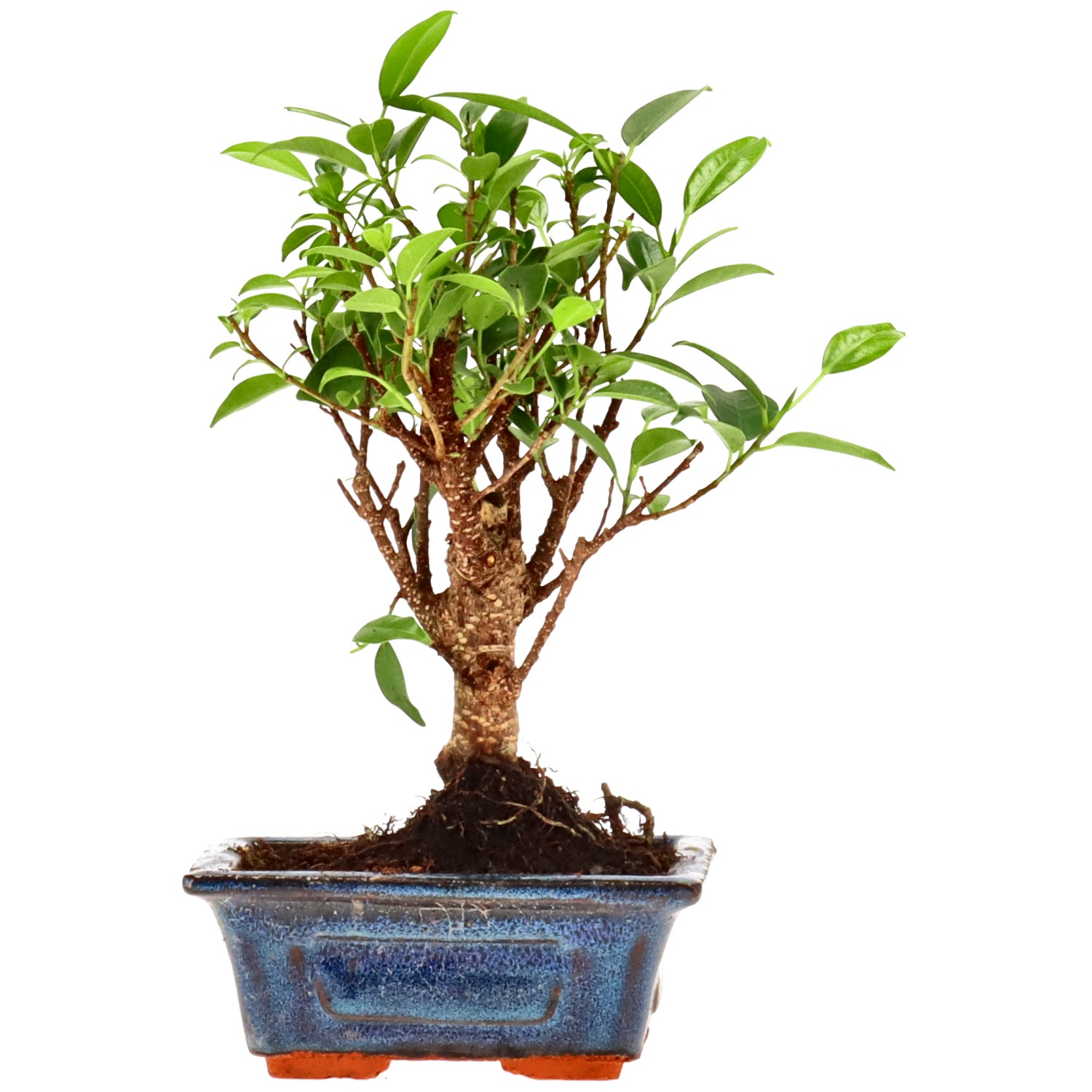 Indian Laurel, approx. 5 y. (19 cm)