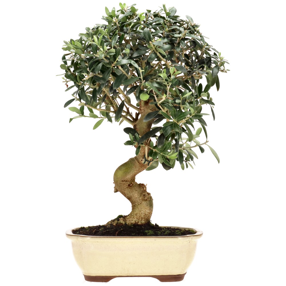 Olea europaea, env. 20 ans (43 cm)