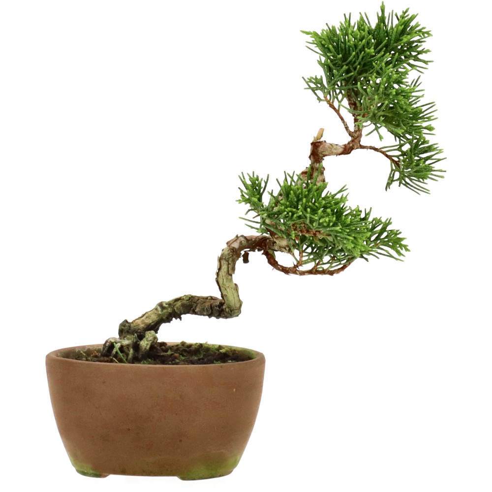 bonsai.fallbackImageTitle bonsai.fallbackImageTitle