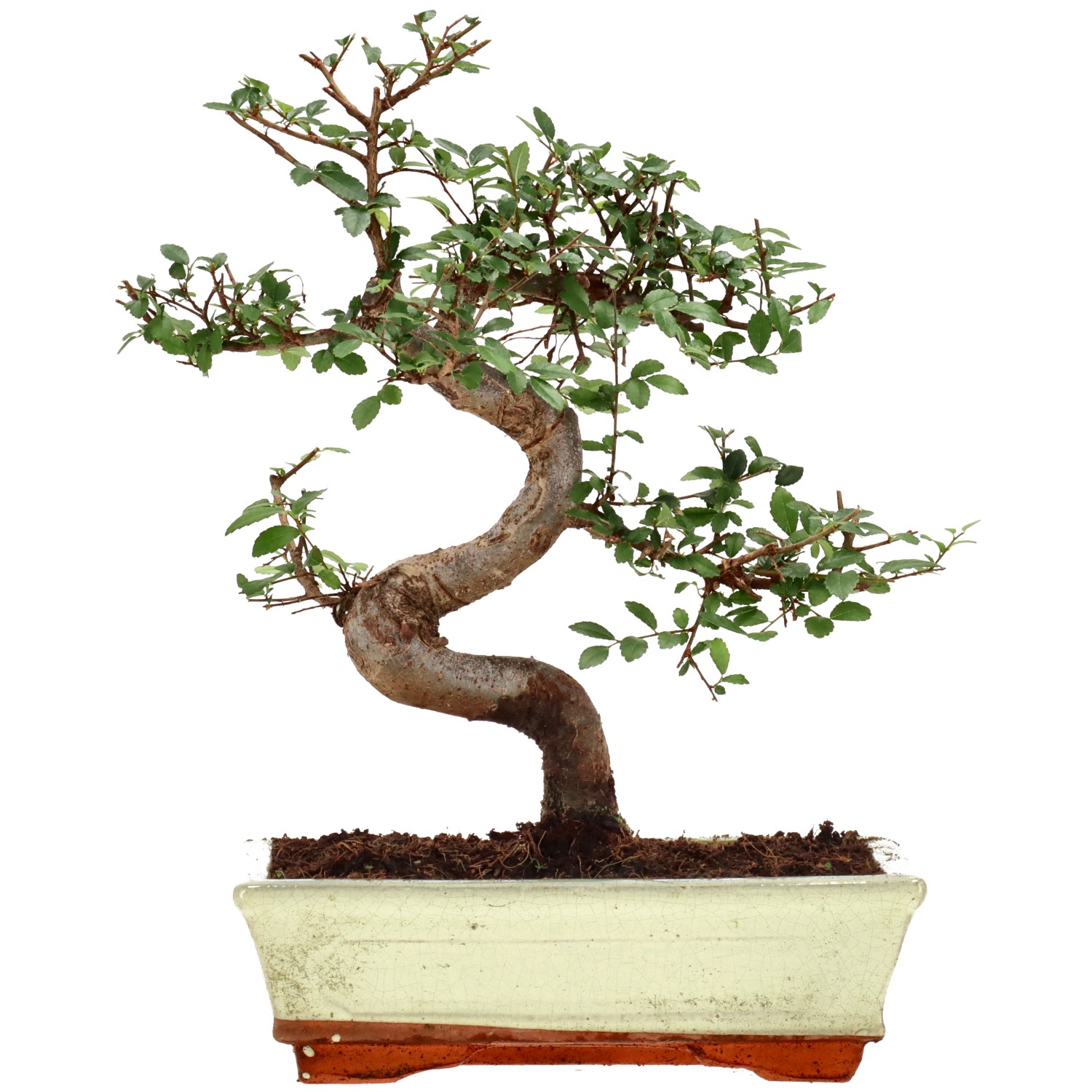 Chinese elm, approx. 12 y. (31 cm)