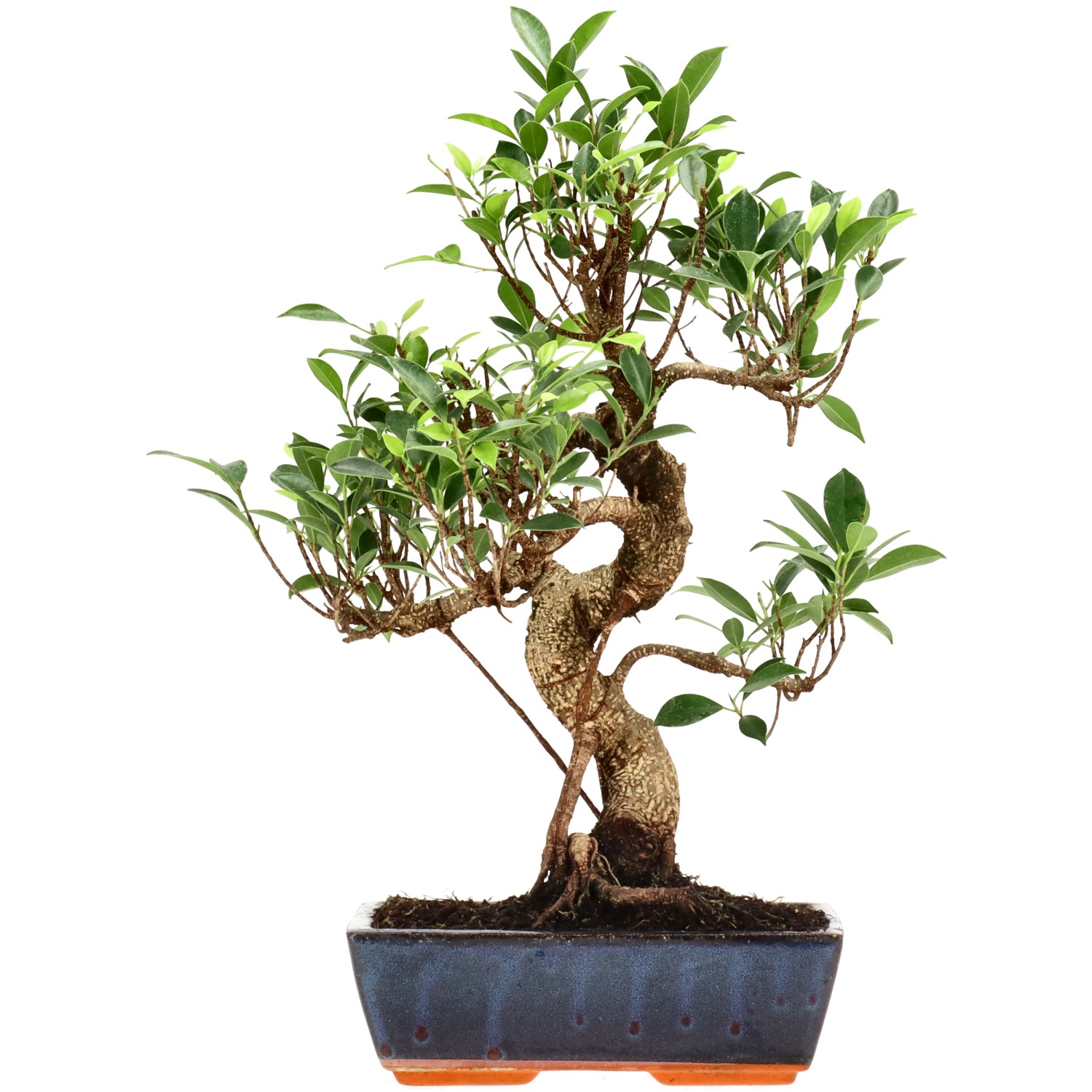 Chin. Feigenbaum (Retusa), ca. 14 J. (42 cm)