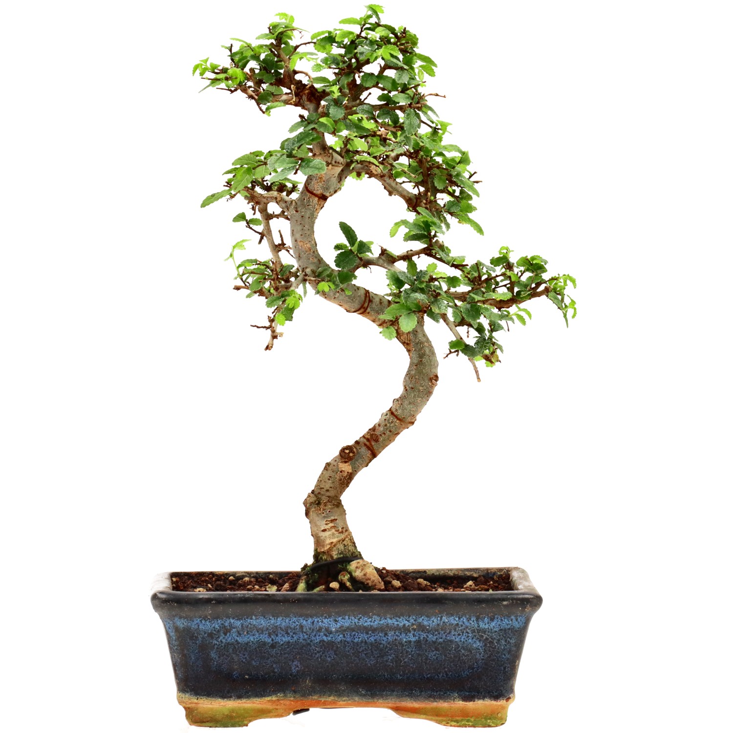 Chin. Ulme, ca. 9 J. (29 cm)