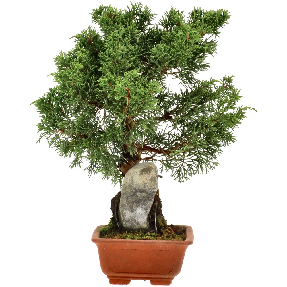 bonsai.fallbackImageTitle