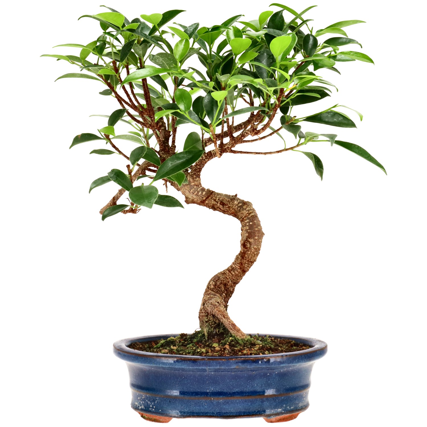 Chin. Feigenbaum (Ret.), ca. 9 J. (28 cm)