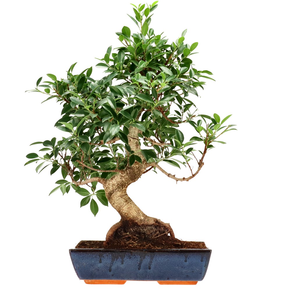 Chin. Feigenbaum (Retusa), ca. 18 J. (60 cm)