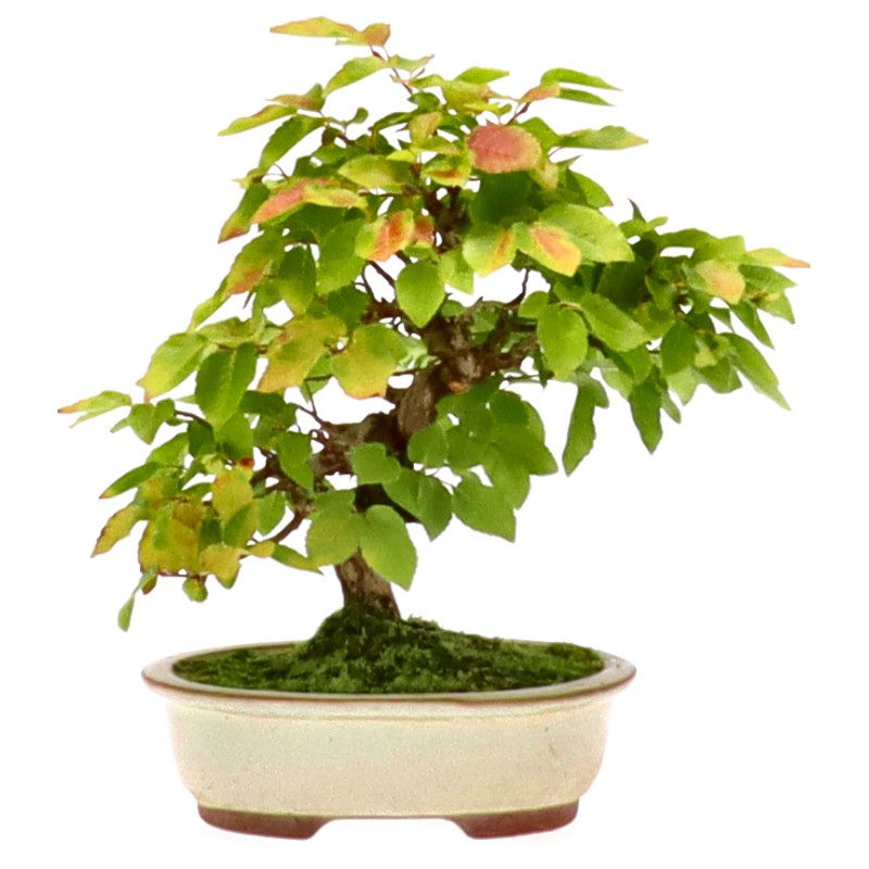 [L008] Korean Hornbeam, ca. 10 years