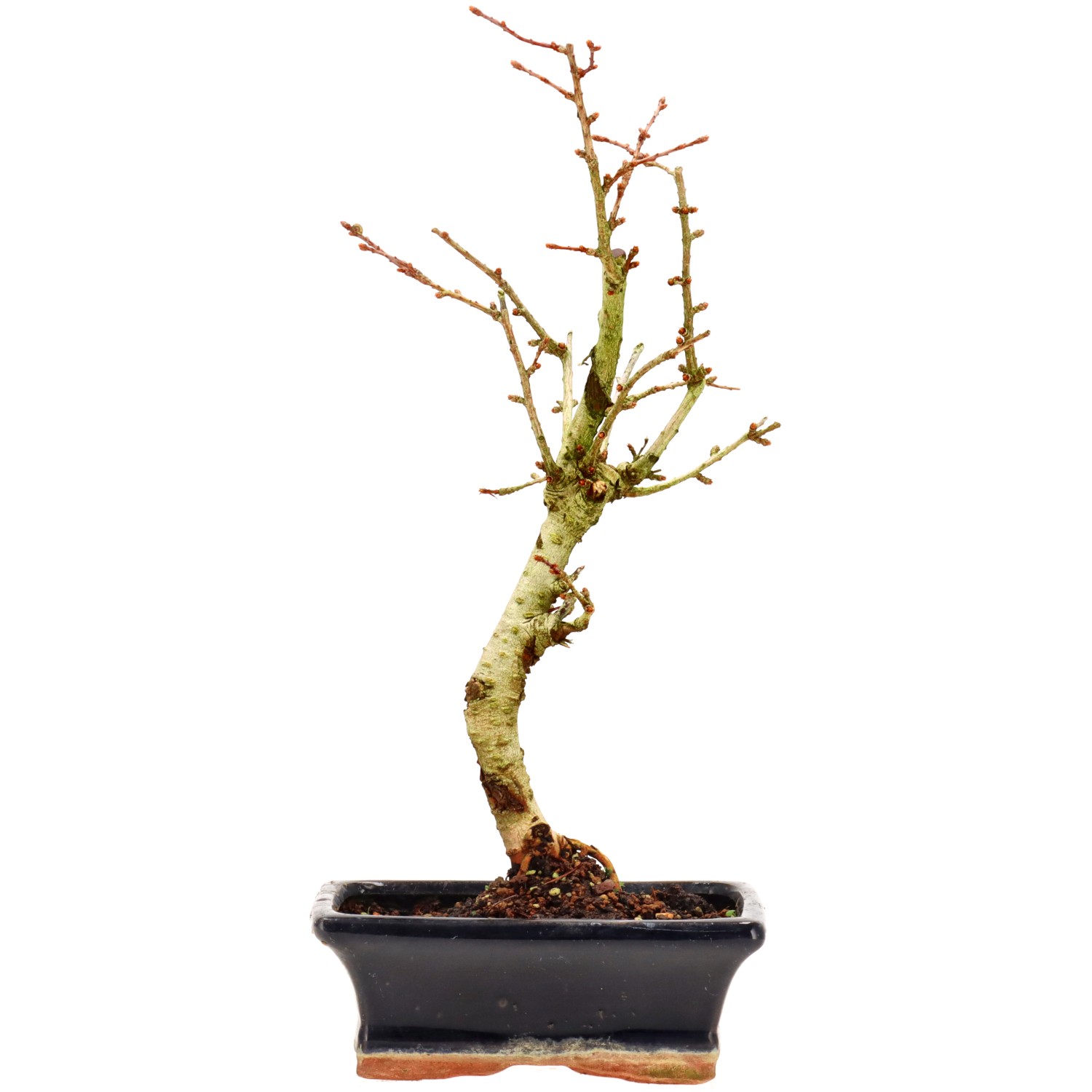 Golden Larch, approx. 7 y. (31 cm)