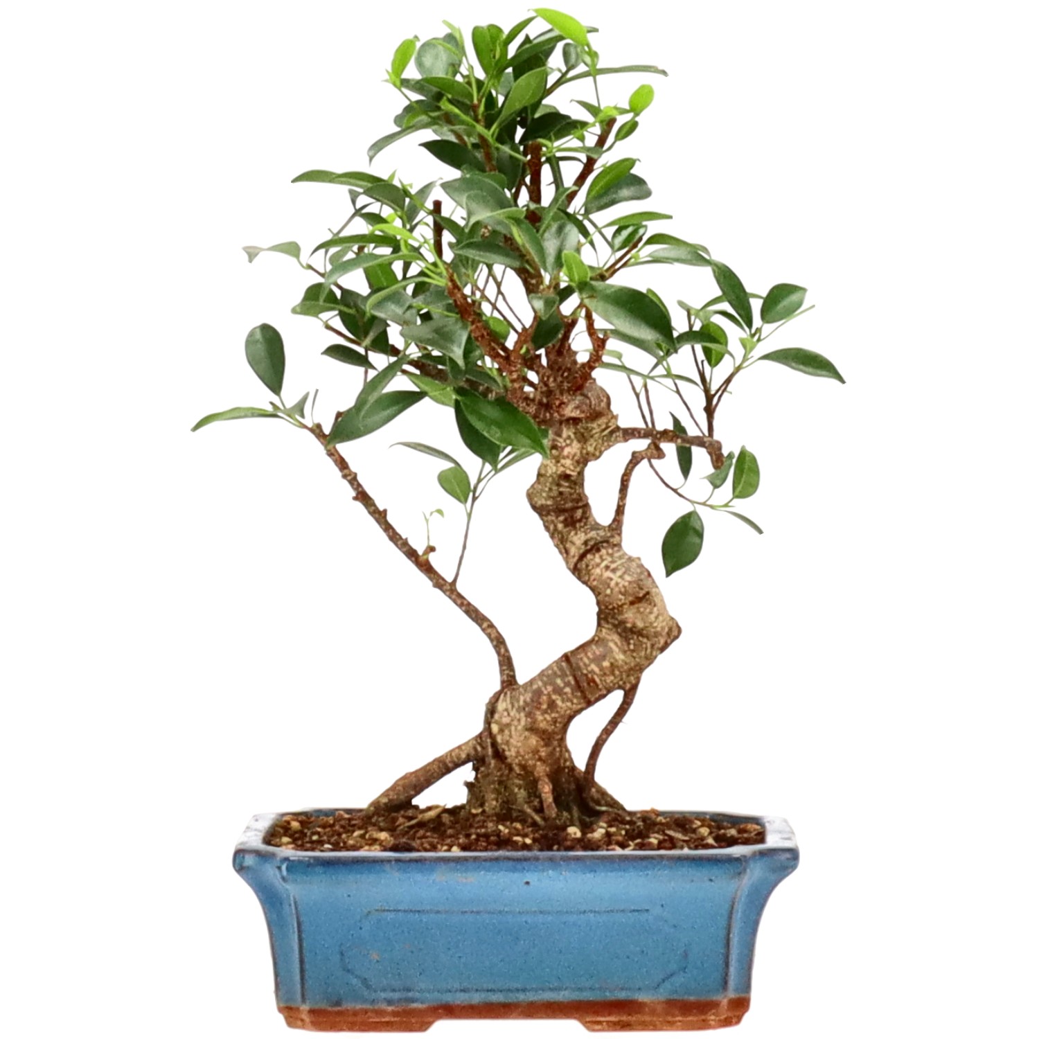 Ficus Retusa, ca. 14 anni (34 cm)