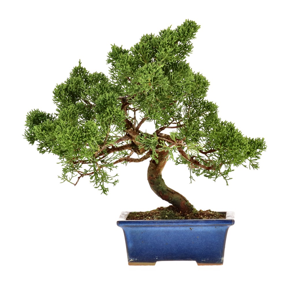 Ginepro cinese, ca. 14 anni (24 cm)