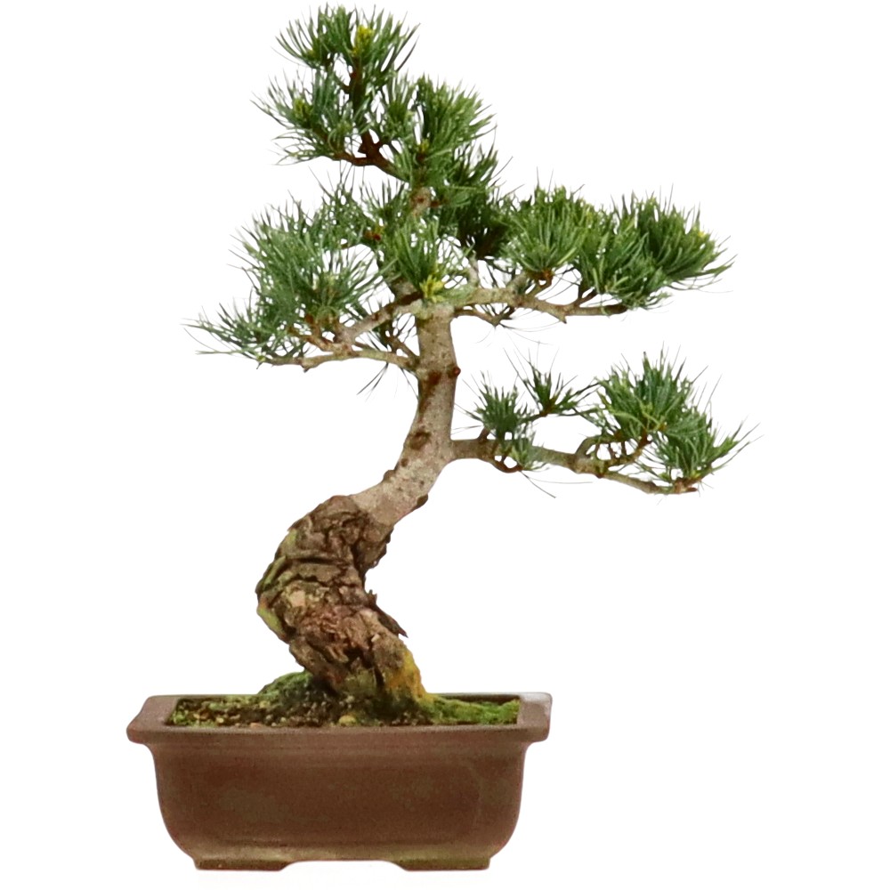 bonsai.fallbackImageTitle bonsai.fallbackImageTitle