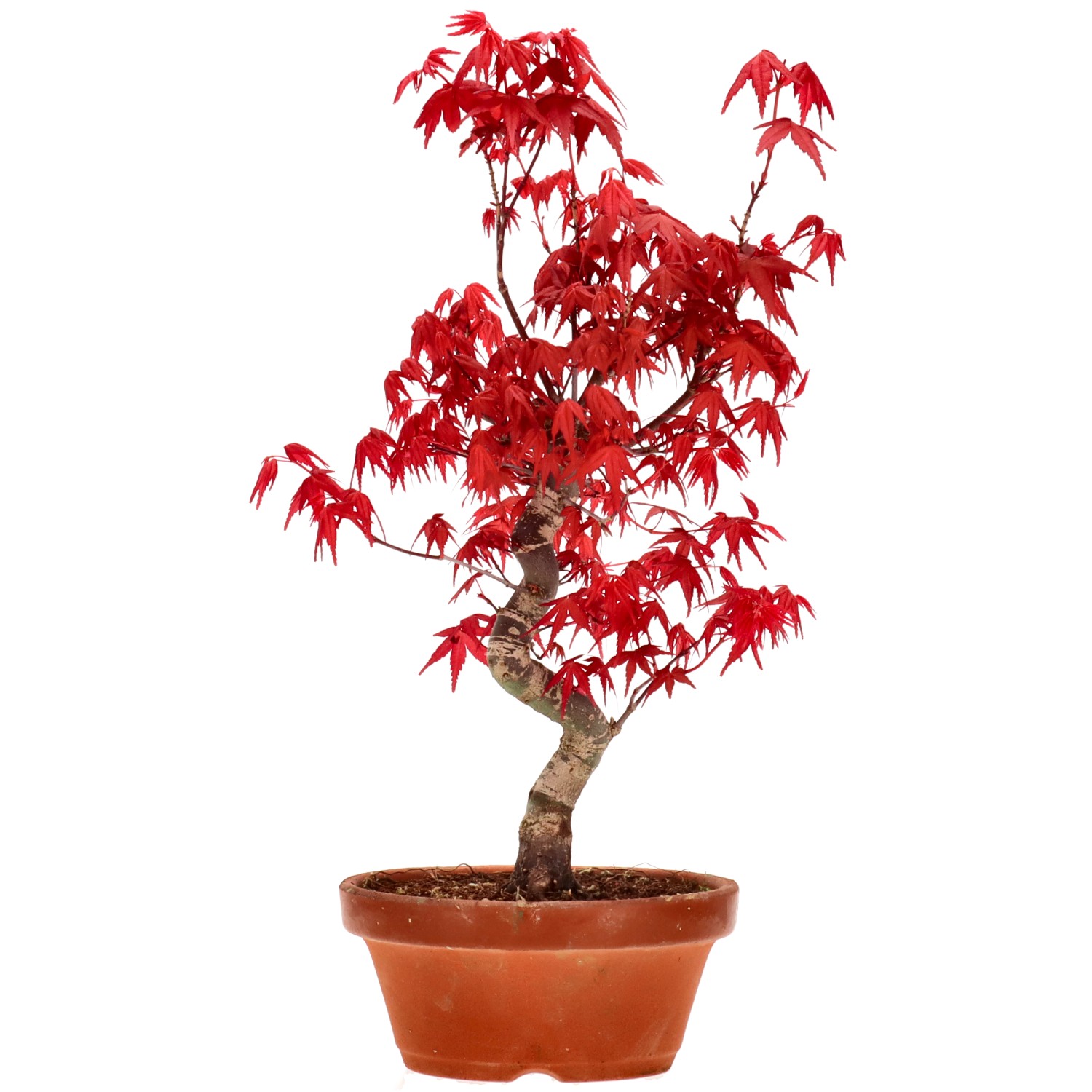 Érable du Japon (Deshojo), greffé, env. 10 ans (34 cm)
