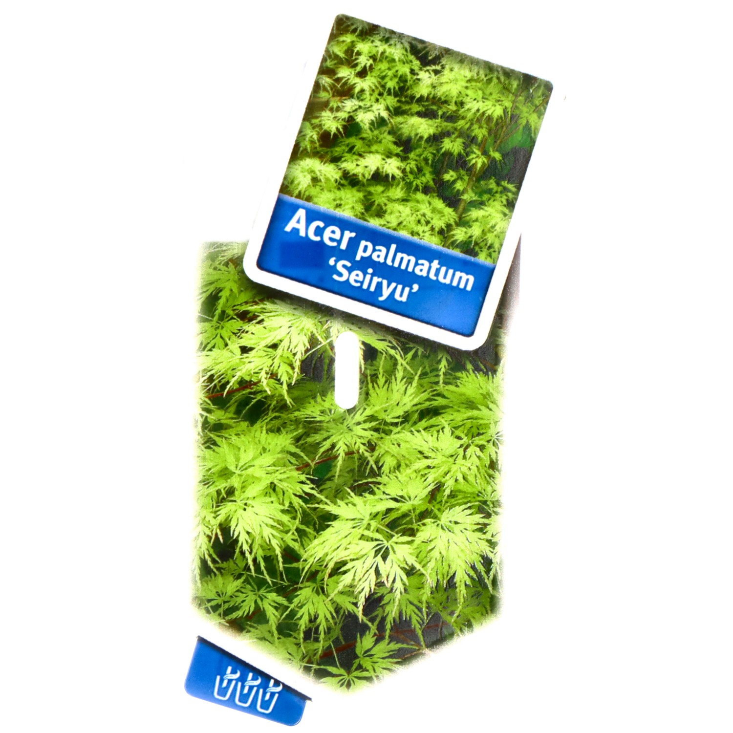 bonsai.fallbackImageTitle