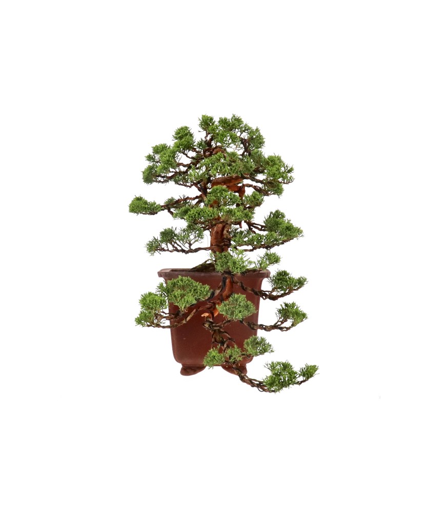bonsai.fallbackImageTitle bonsai.fallbackImageTitle