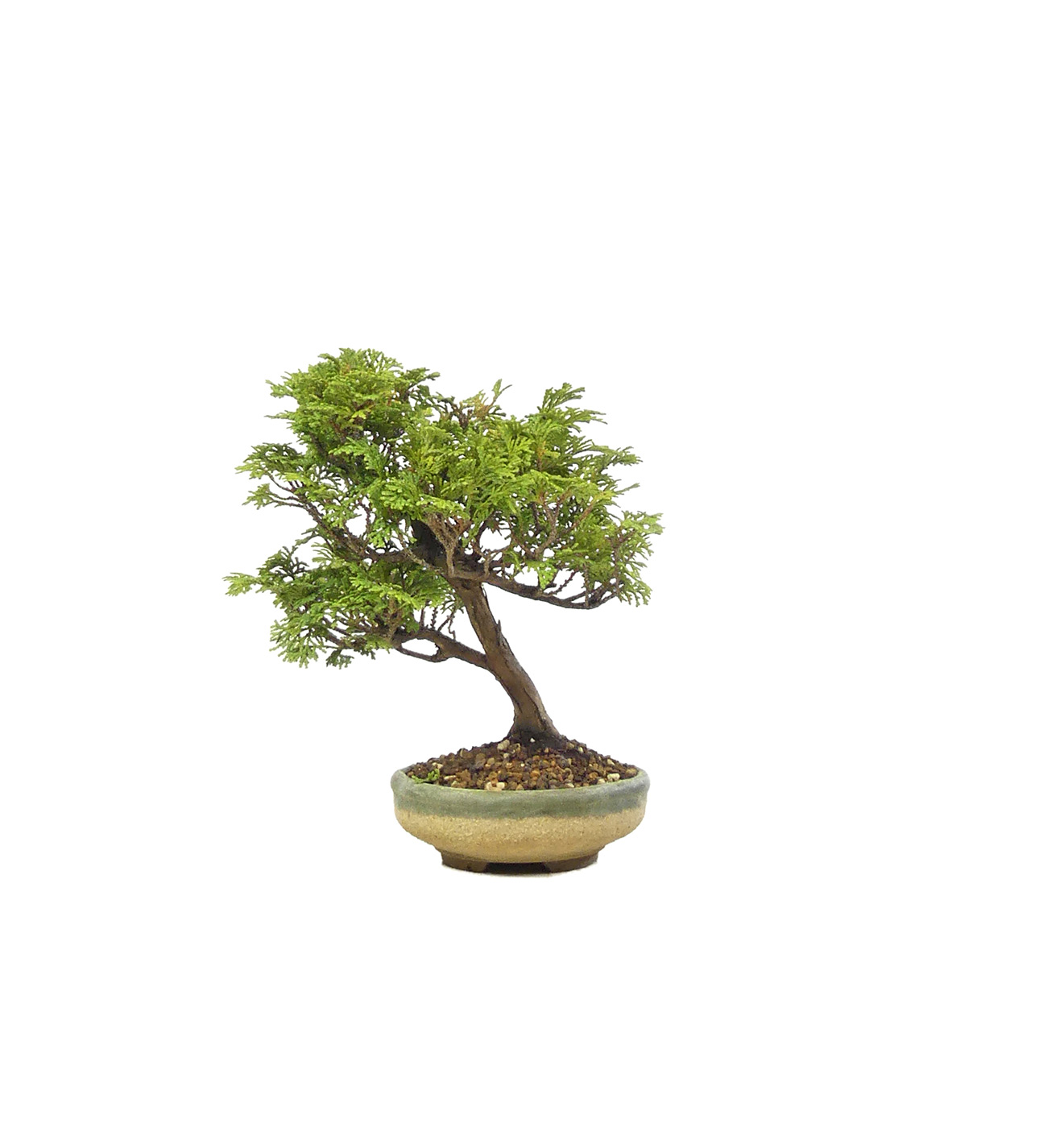 bonsai.fallbackImageTitle bonsai.fallbackImageTitle