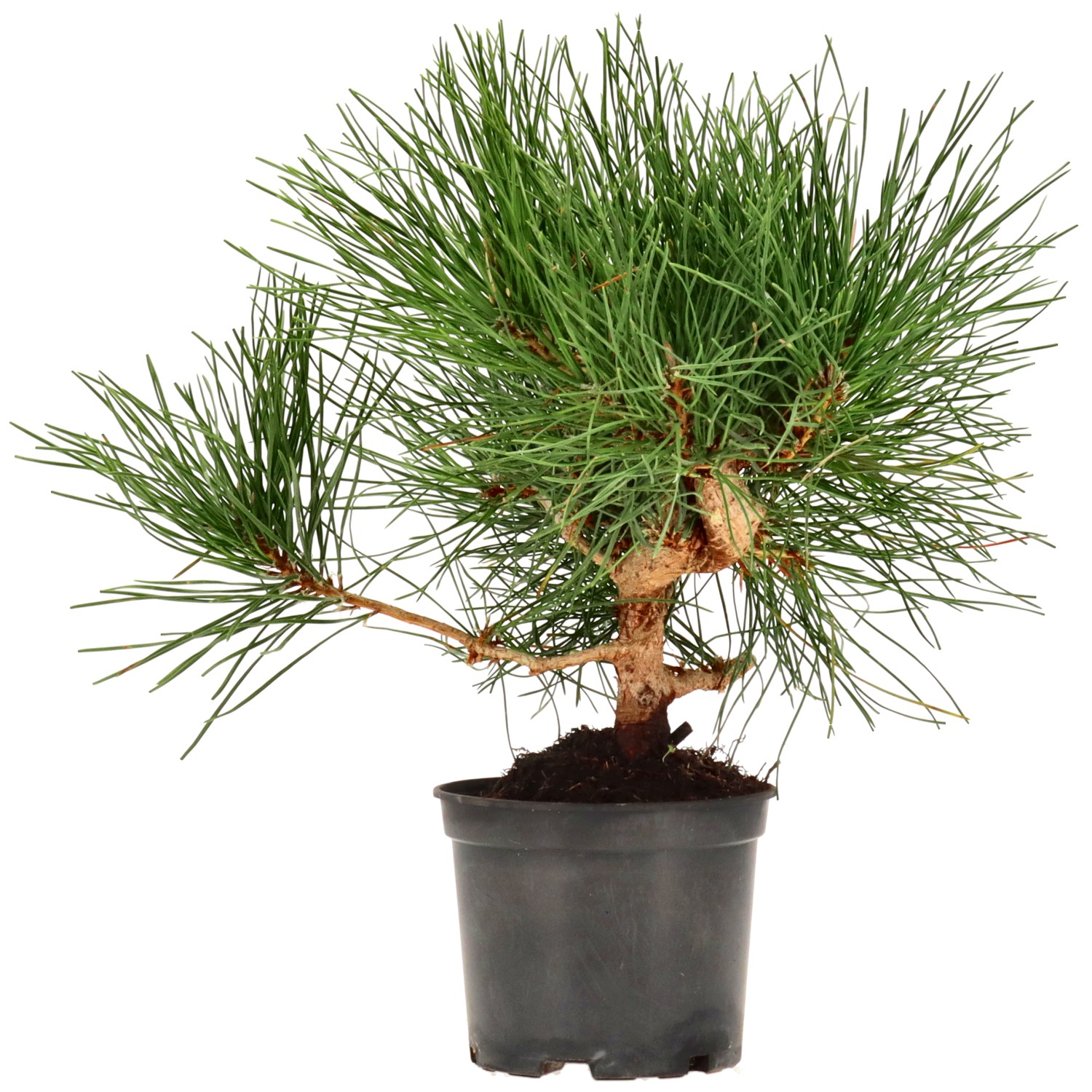 Japanse zwarte den, ca. 9 j. (26 cm)