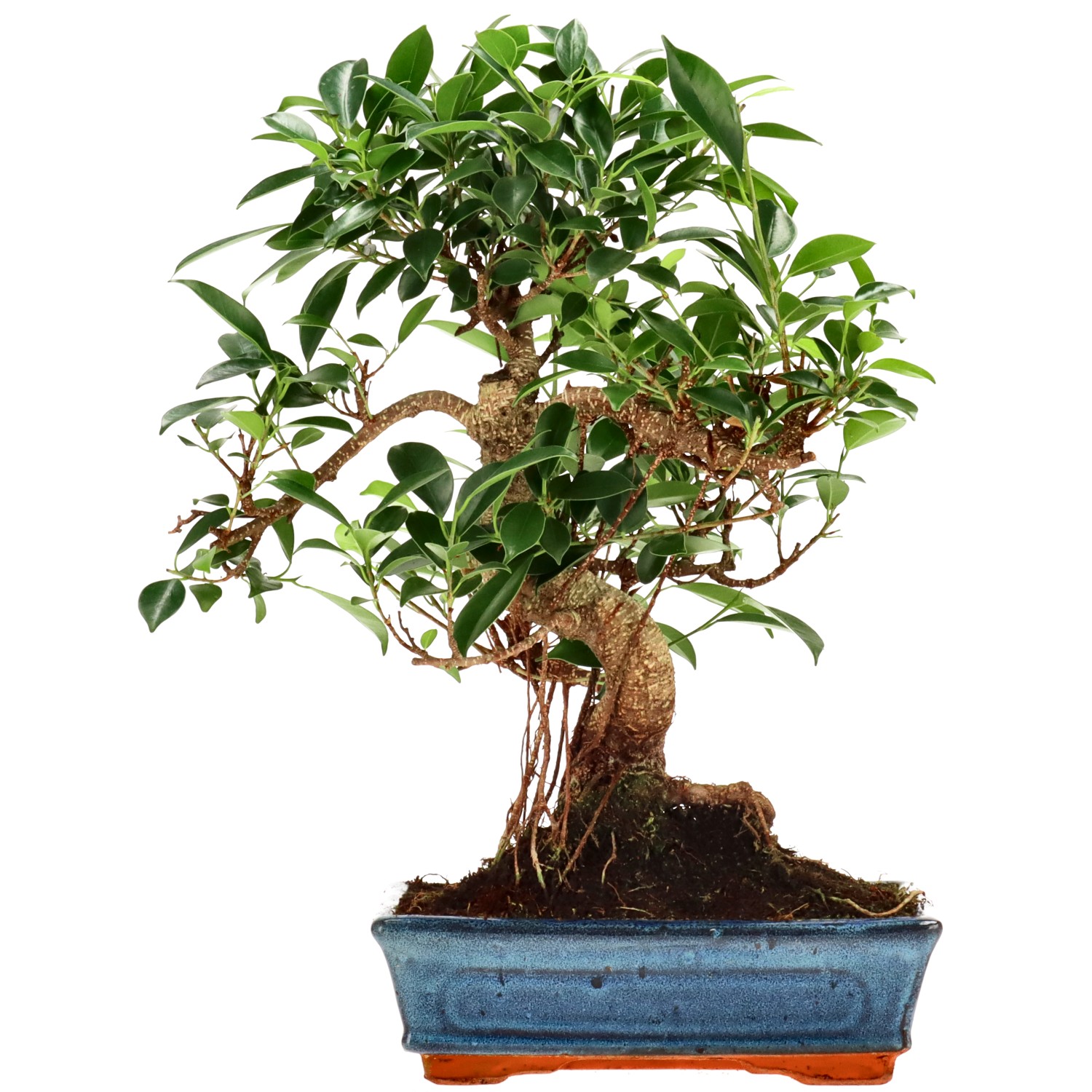 Chin. Feigenbaum (Retusa), ca. 14 J. (37 cm)