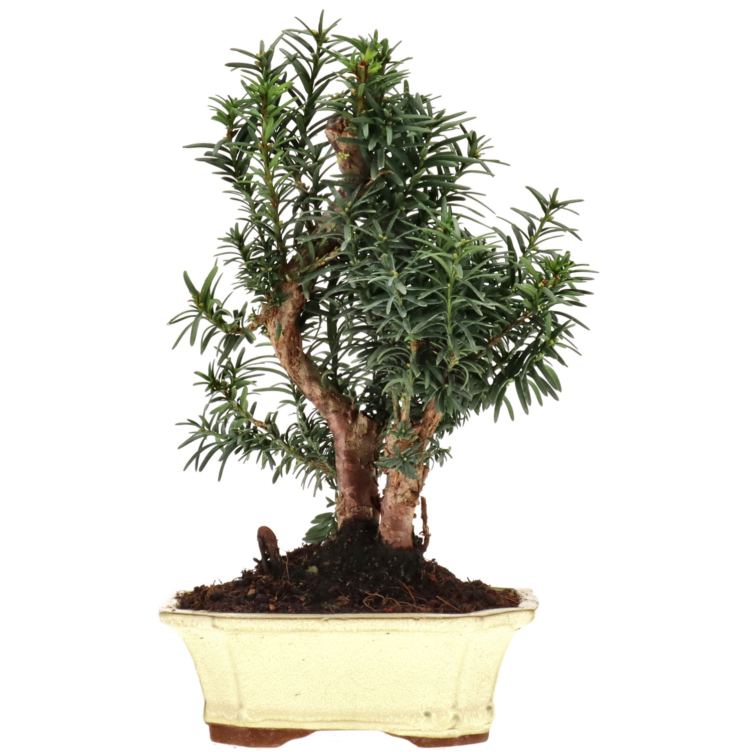 Bechereibe, ca. 10 J. (27 cm)