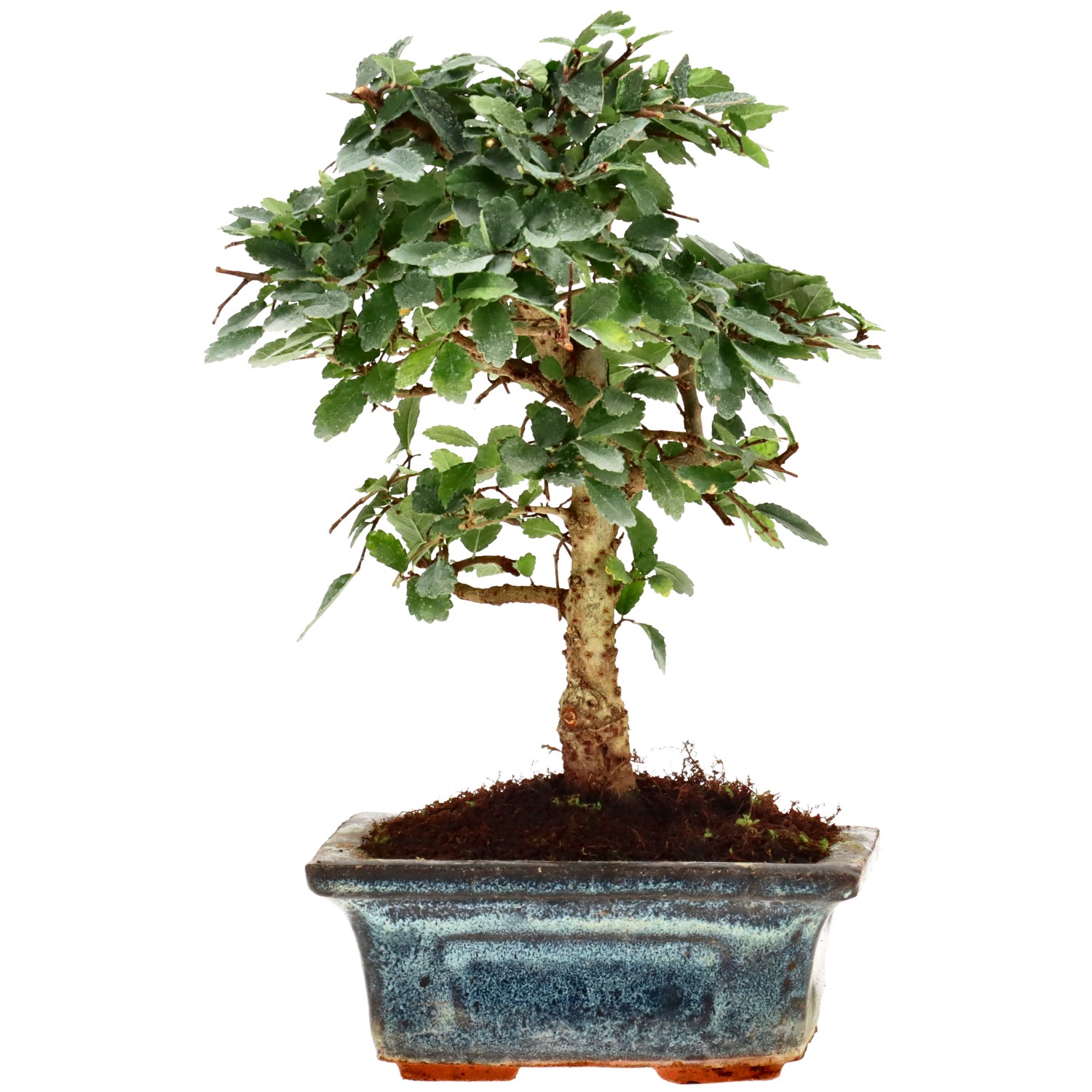 Chin. Ulme, ca. 6 J. (17 cm)