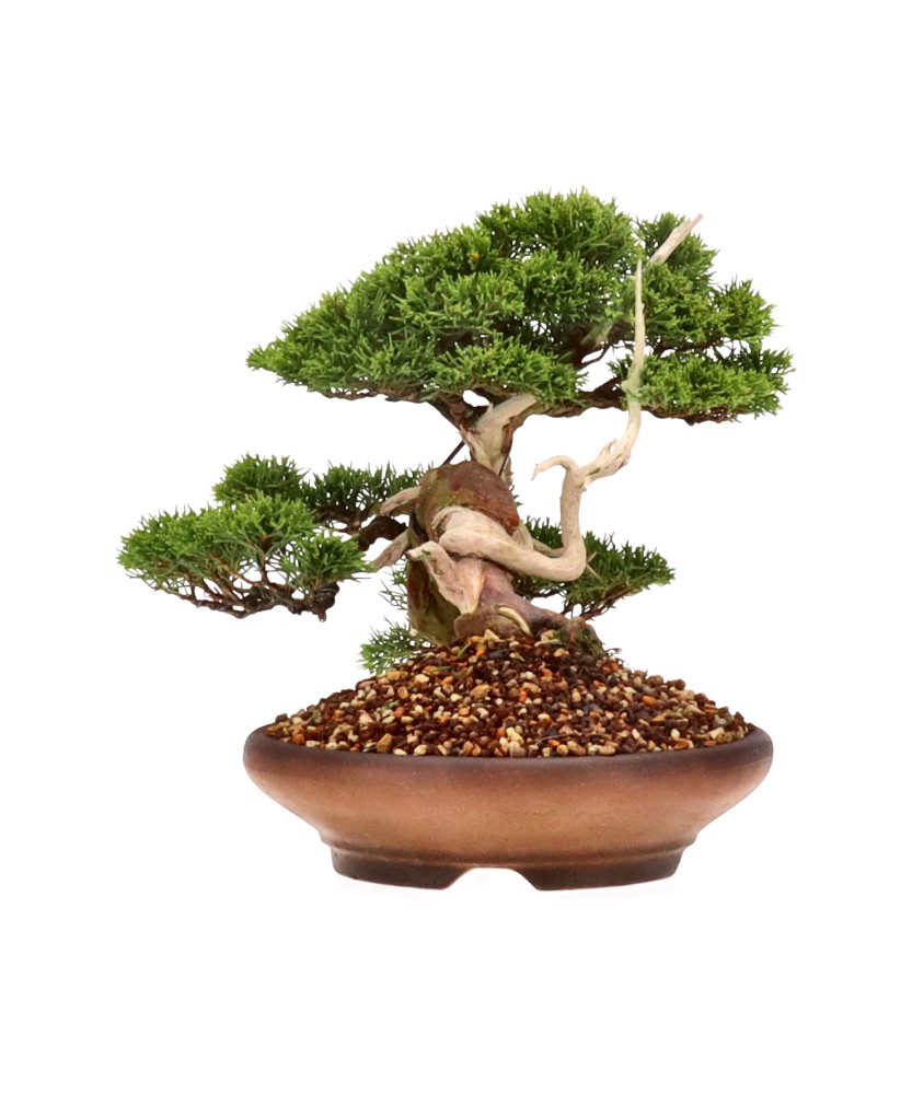 bonsai.fallbackImageTitle bonsai.fallbackImageTitle