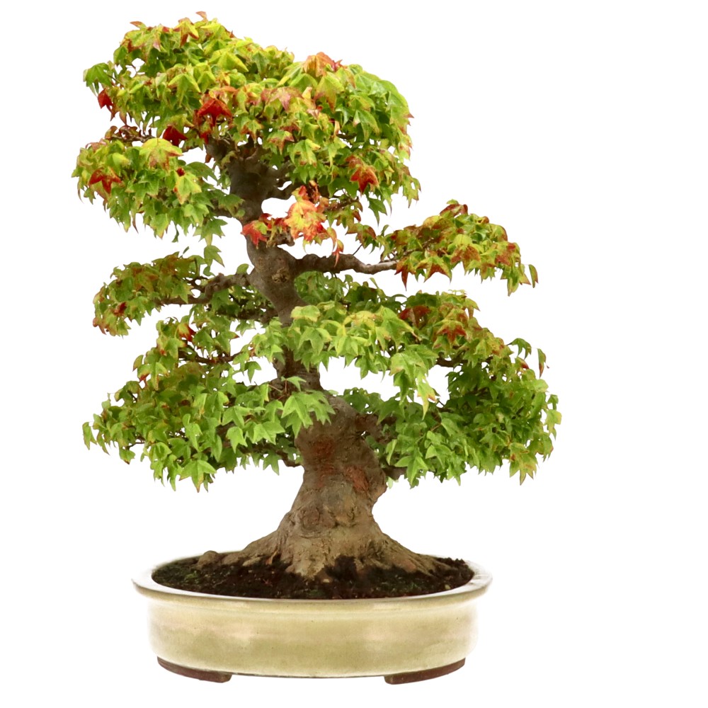 bonsai.fallbackImageTitle