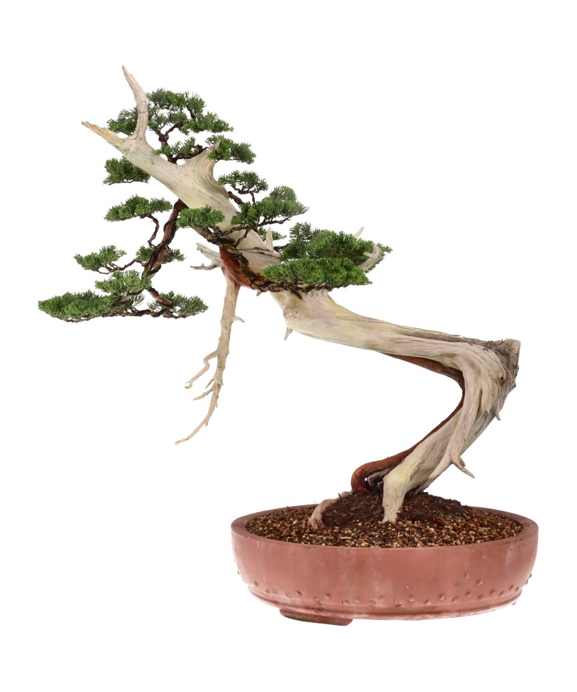 bonsai.fallbackImageTitle bonsai.fallbackImageTitle