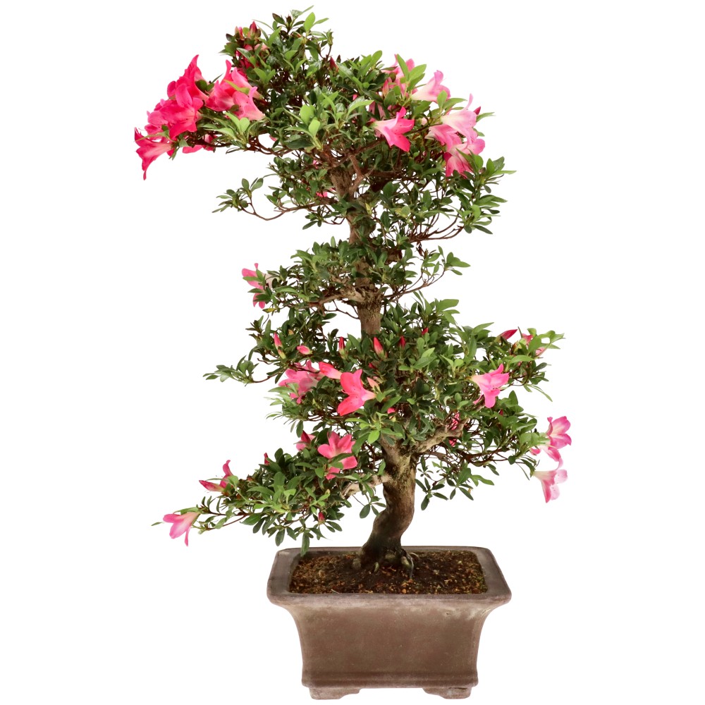 Jap. Azalee, ca. 20 J. (73 cm)