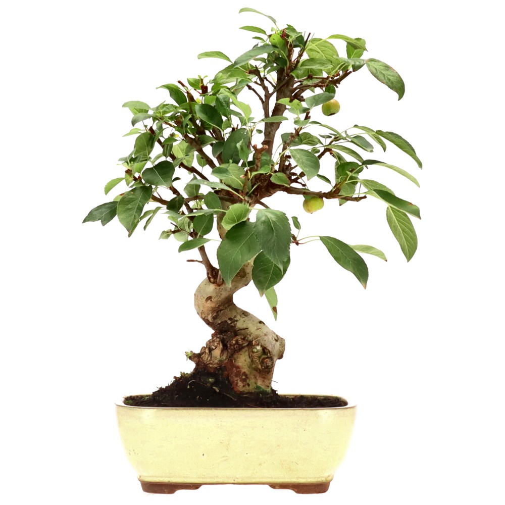 Malus sp., ca. 18 anni (40 cm)