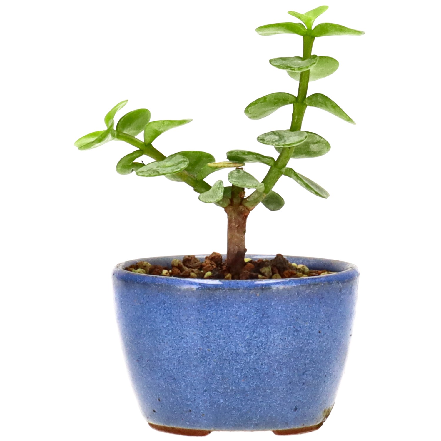 Jadebaum, ca. 1 J. (8 cm)