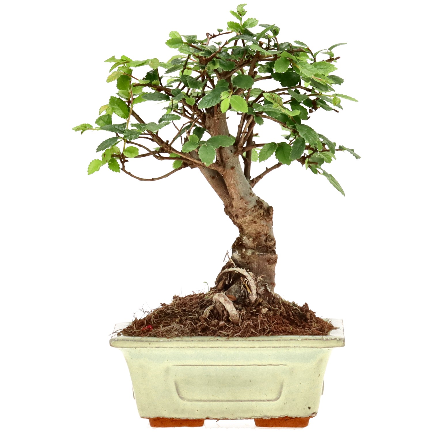 Chin. Ulme, ca. 6 J. (16 cm)