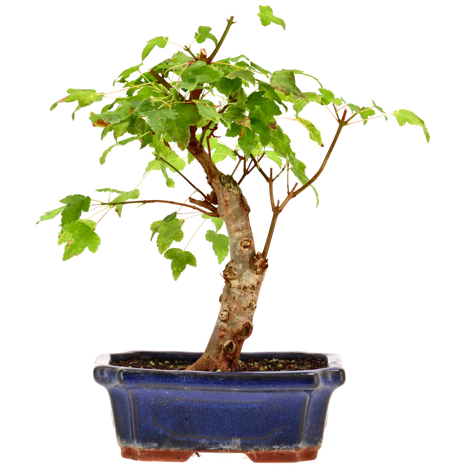 bonsai.fallbackImageTitle bonsai.fallbackImageTitle