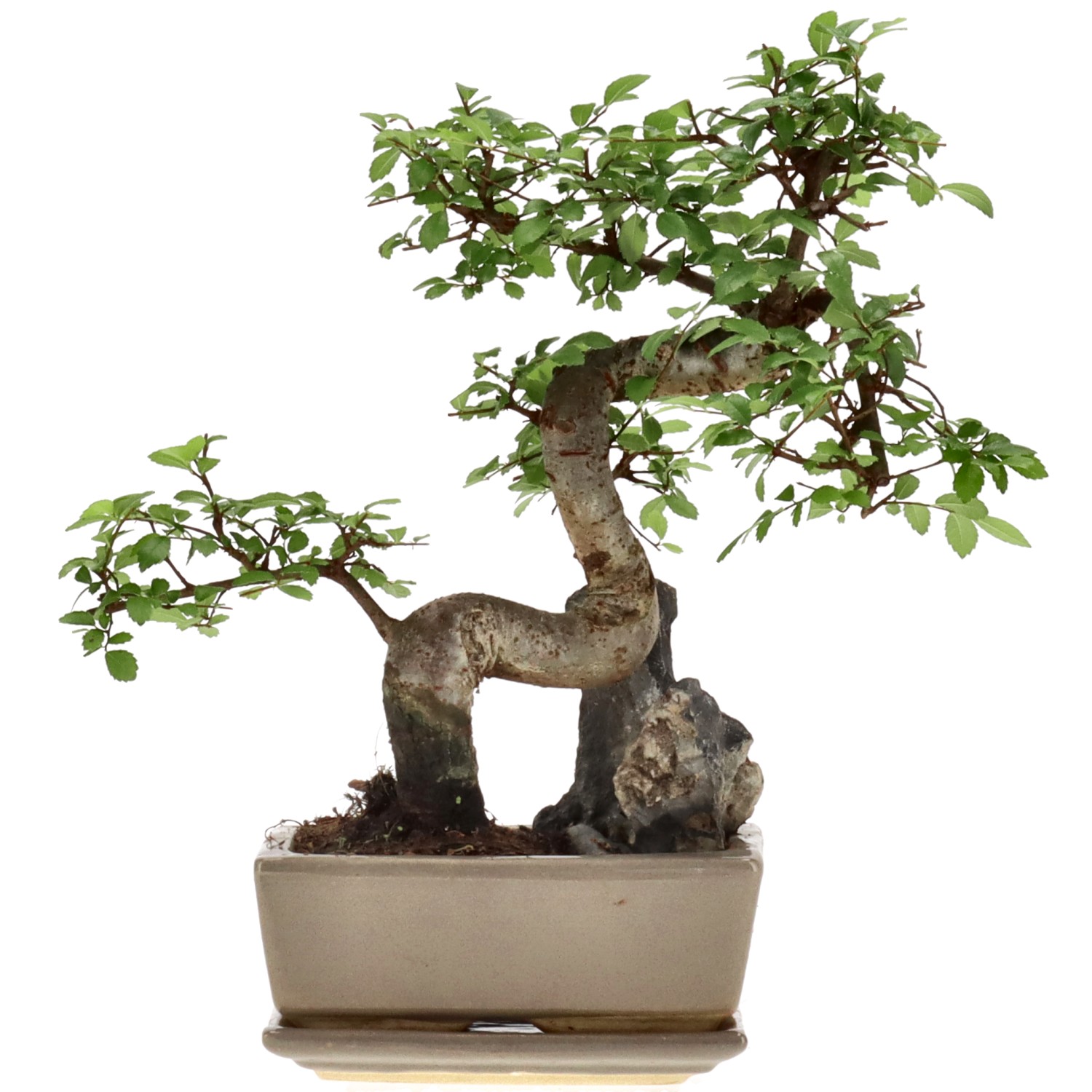 Olmo cinese, ca. 8 anni (24 cm)