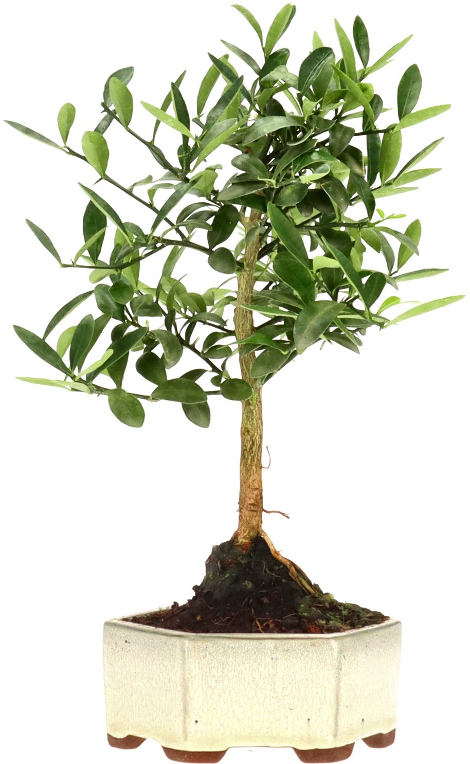 [K006] Myrtle-leaved orange tree, approx. 7 years