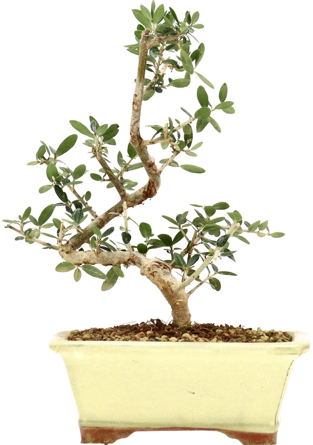 [K006] Olea sylvestris, ca. 8 anni