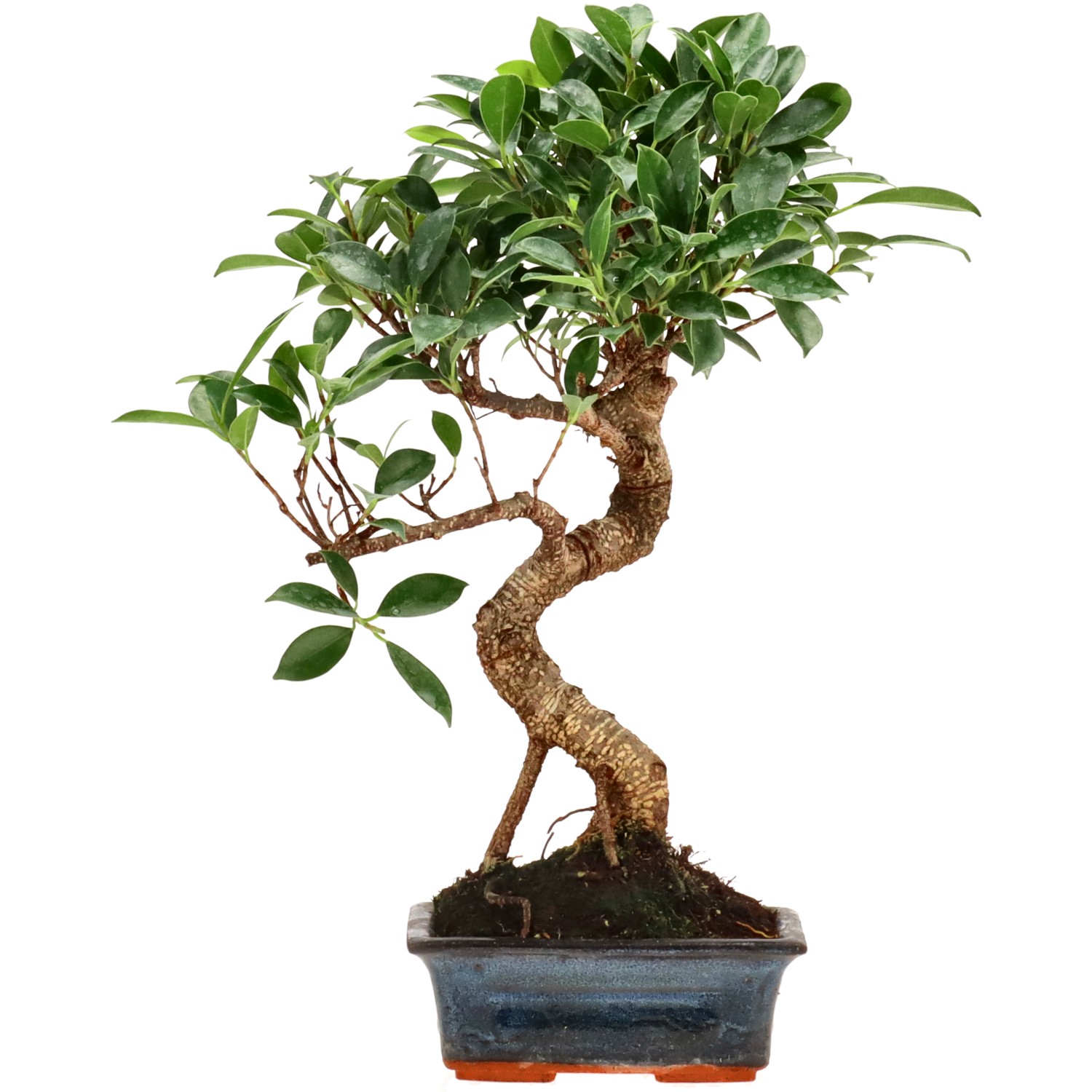 Vijgenboom, ca. 8 j. (32 cm)