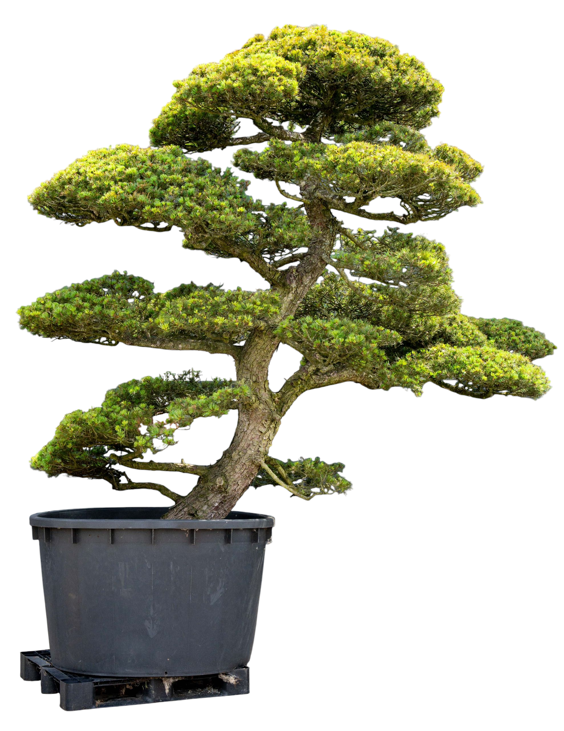 Tuinbonsai - Pinus, ca. 30 jaar