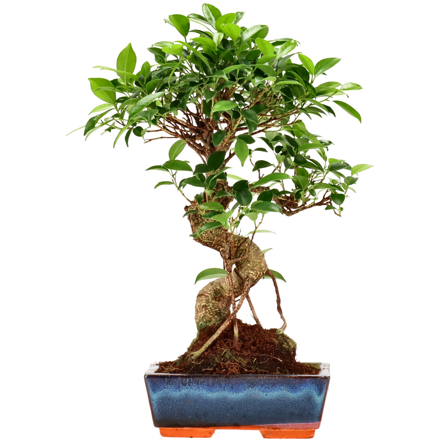 Ficus Retusa, ca. 9 anni (33 cm)