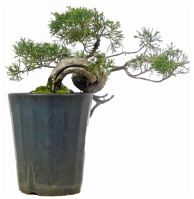 bonsai.fallbackImageTitle bonsai.fallbackImageTitle