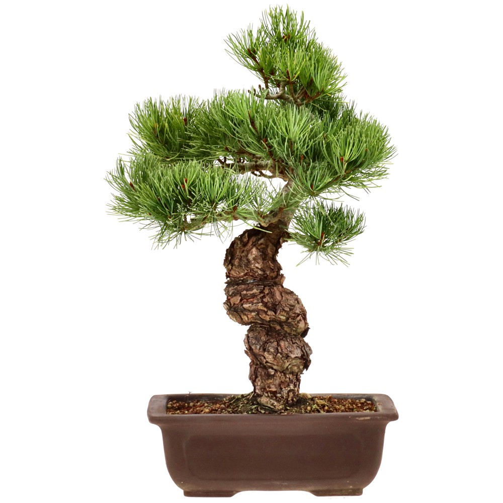 Japanese white pine, approx. 20 y. (34 cm)