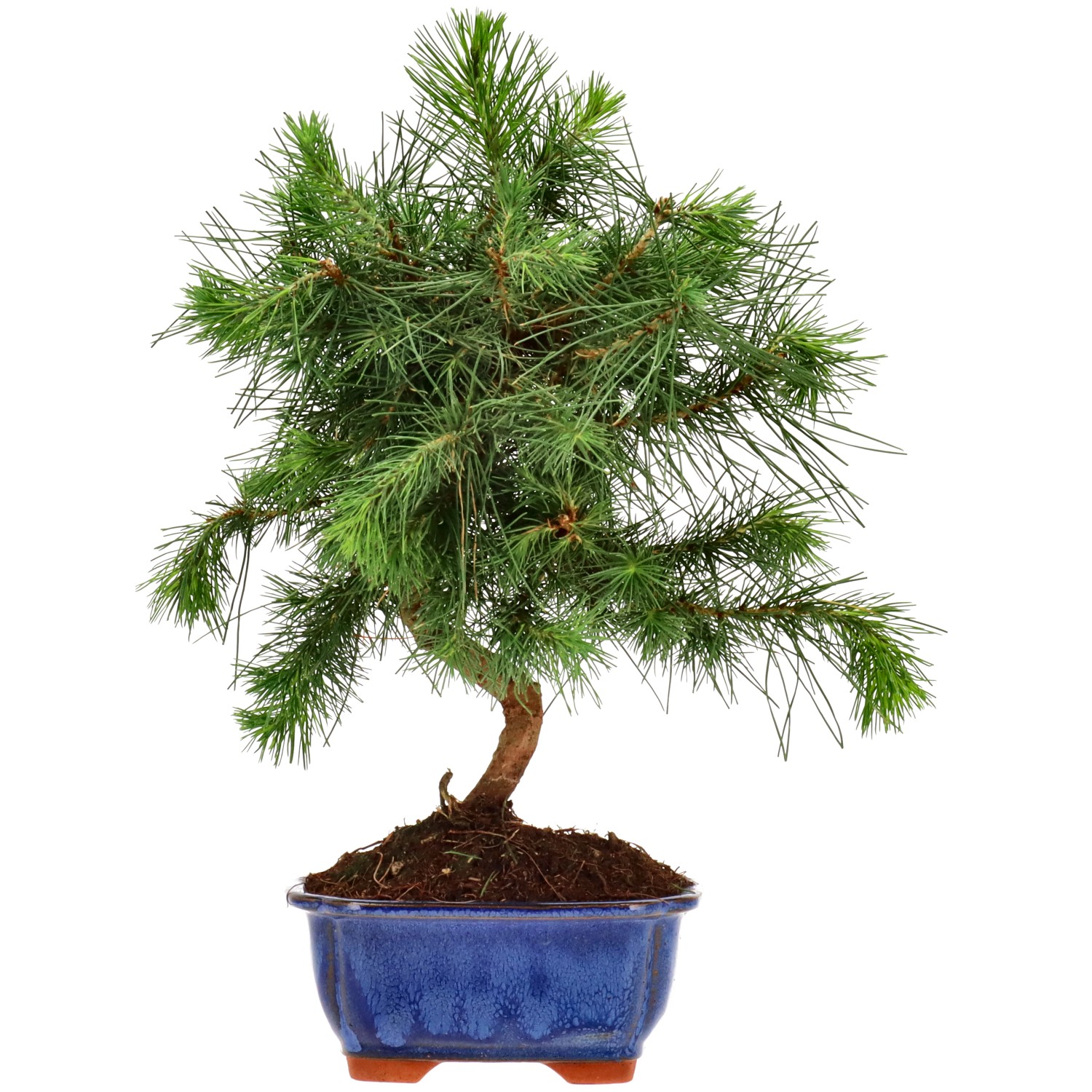 Pin d'Alep, env. 9 ans (32 cm)