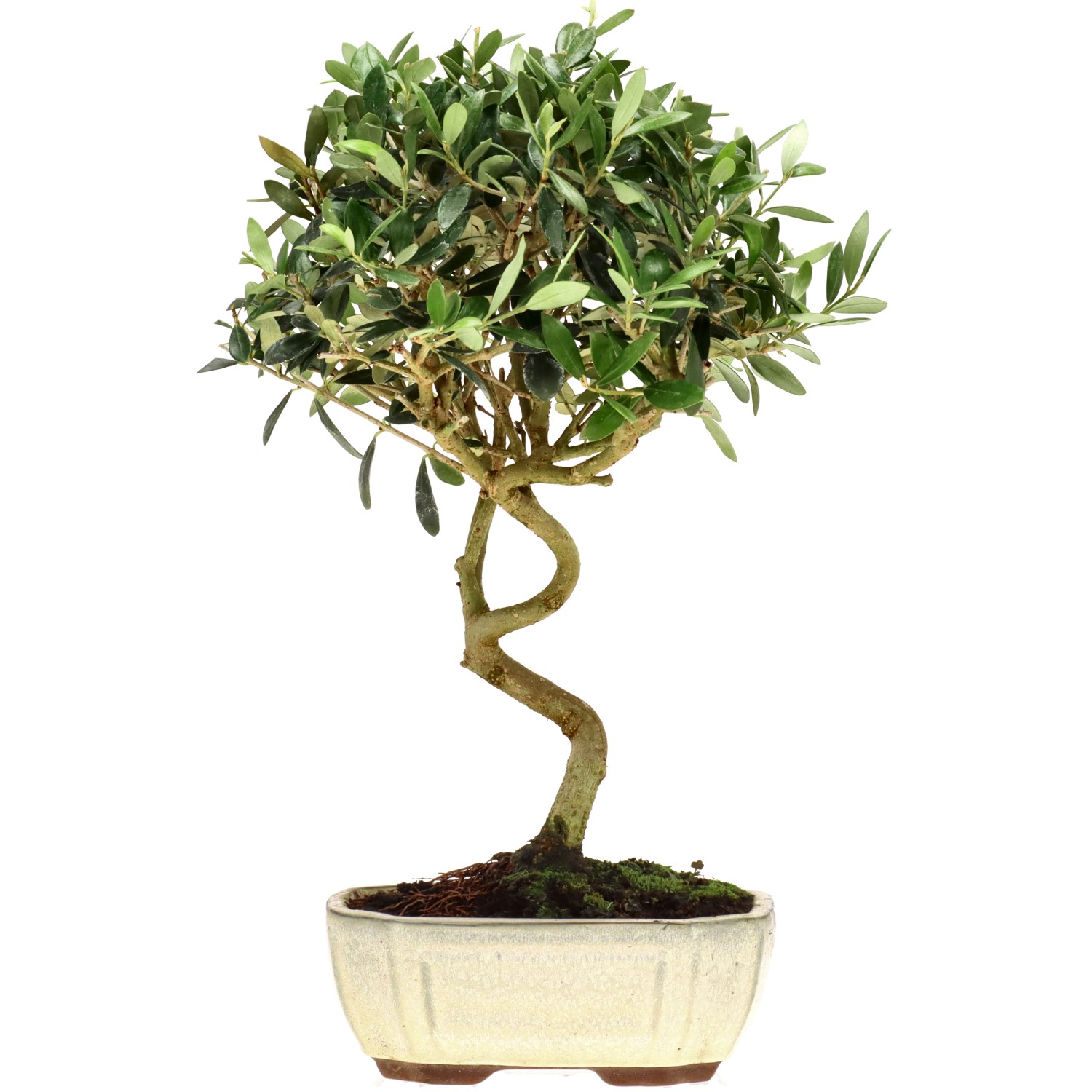 Olive, ca. 10 J. (33 cm)