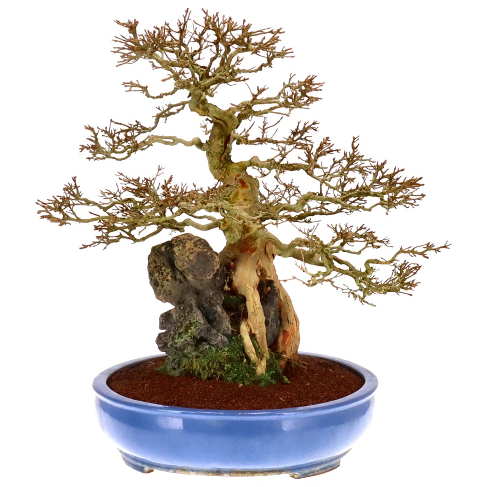 bonsai.fallbackImageTitle bonsai.fallbackImageTitle