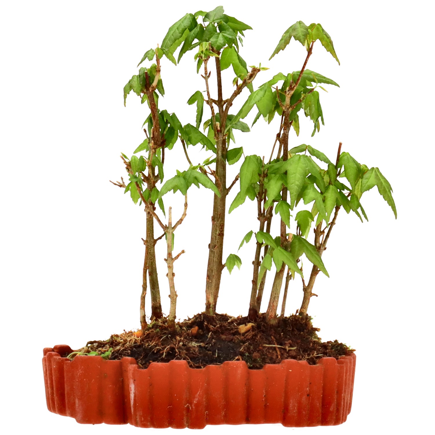 Érable trident, env. 3 ans (17 cm)