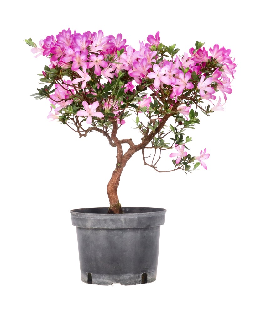 bonsai.fallbackImageTitle bonsai.fallbackImageTitle