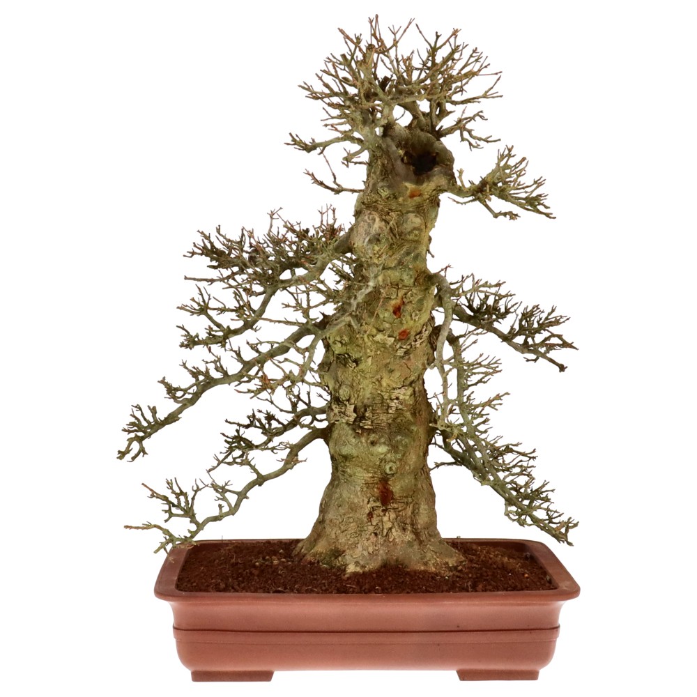 Dreispitzahorn, ca. 70 J. (85 cm) Dreispitzahorn, ca. 70 J. (85 cm)