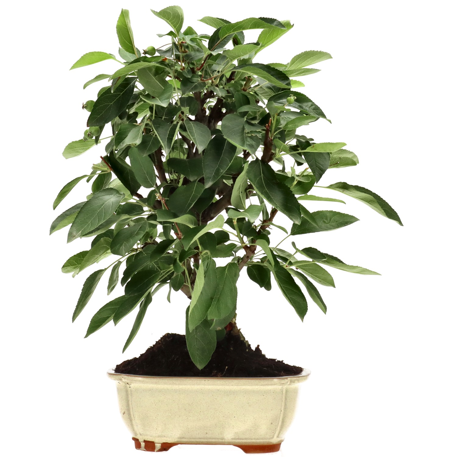 Zierapfel, ca. 13 J. (36 cm)