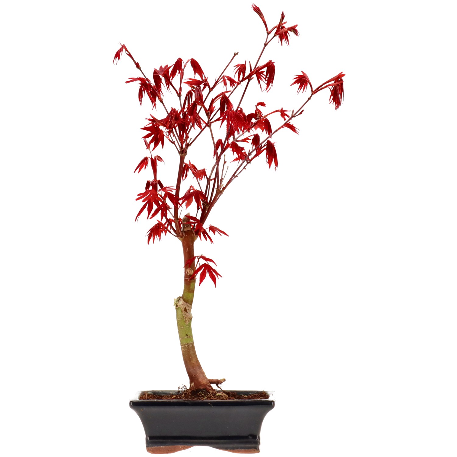 Jap. Fächerahorn (Atropurpureum), veredelt, ca. 7 J. (38 cm)