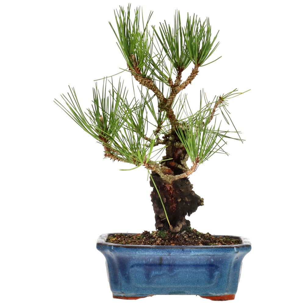Jap. Corkbark pine, approx. 15 y. (29 cm)