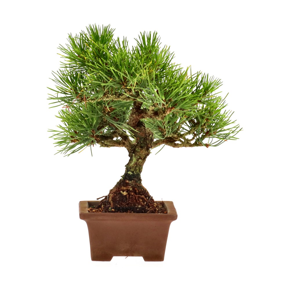 bonsai.fallbackImageTitle bonsai.fallbackImageTitle